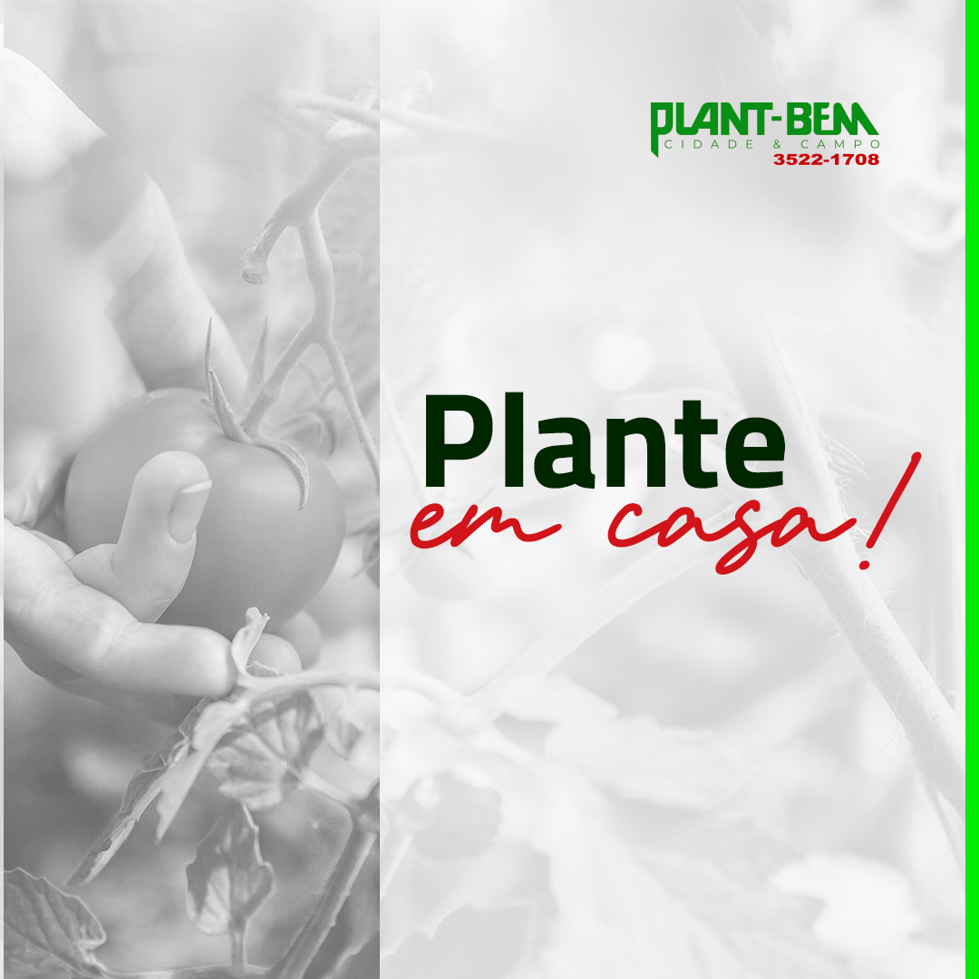 Plante em casa